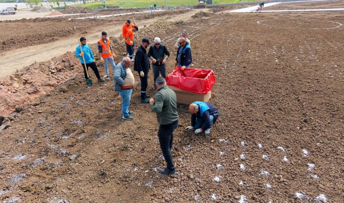 Kocaeli Başiskele’de 15 bin gül fidanının dikildiği Gül Bahçesi Parkı