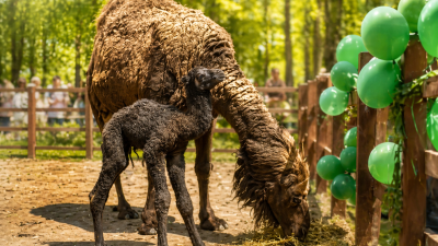 Kocaeli Ormanya’daki deve ailesine yeni bir yavru katıldı. Sağlıklı doğan