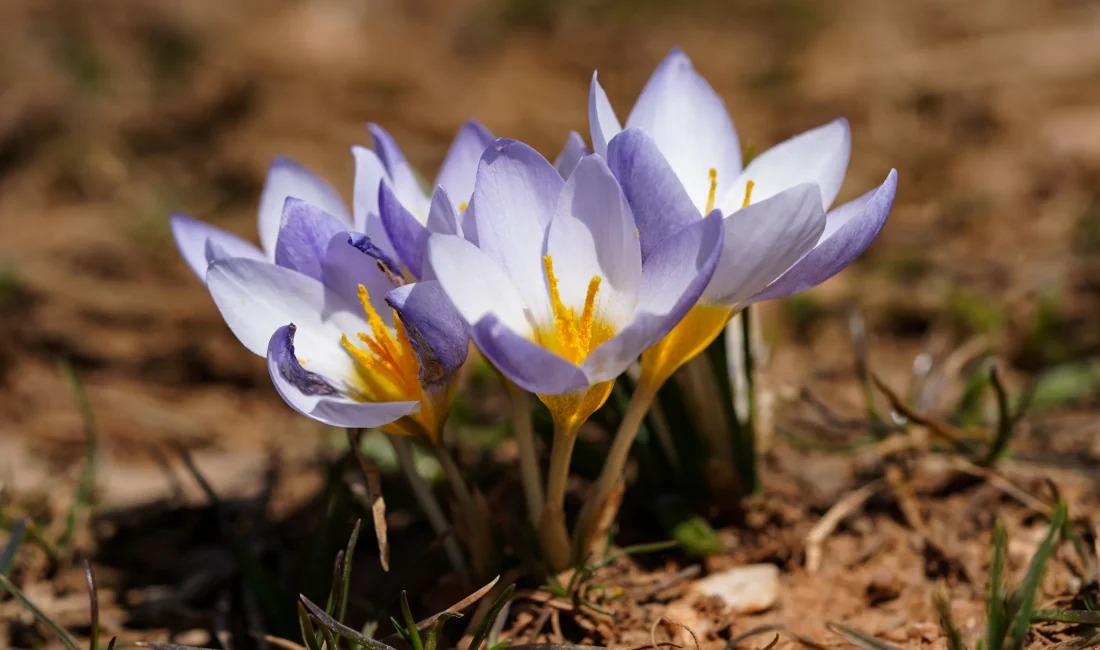 Kocaeli Büyükşehir Belediyesi’nin düzenlediği foto safari etkinliğinde Kartepe Kuzuyayla’da bulunan
