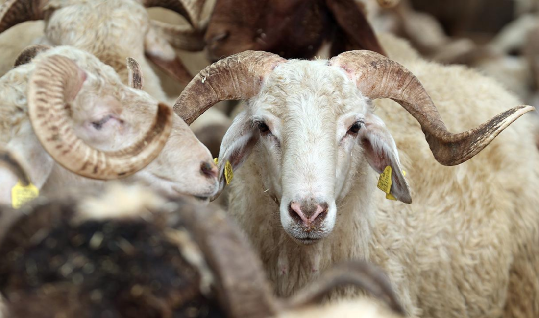 Kocaeli'de kurban bayramı öncesi fiyatlar belirlendi. Kocaeli Kasaplar Odası kesim