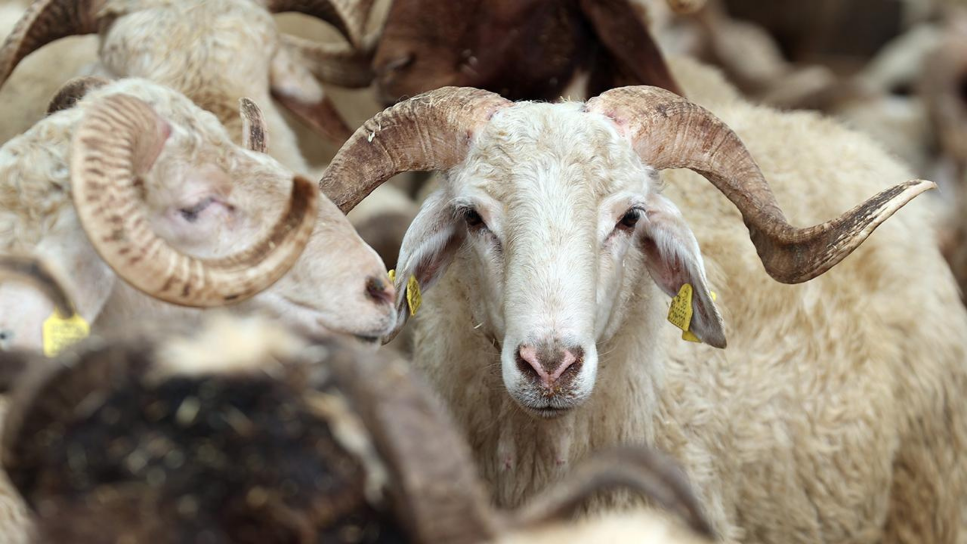 Kocaeli'de kurban bayramı öncesi fiyatlar belirlendi. Kocaeli Kasaplar Odası kesim