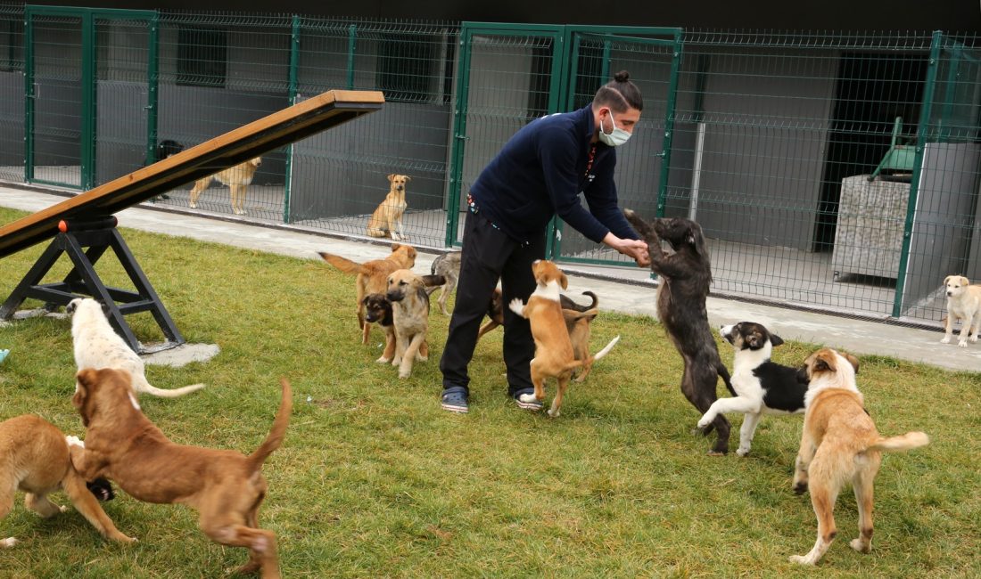 Başiskele Belediyesi, sokak hayvanları rehabilitasyon merkezinin kapasitesini 600’e çıkaracağını açıkladı.
