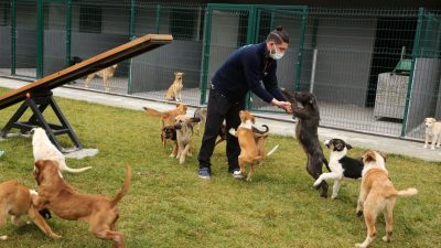 Başiskele Belediyesi, sokak hayvanları rehabilitasyon merkezinin kapasitesini 600’e çıkaracağını açıkladı.