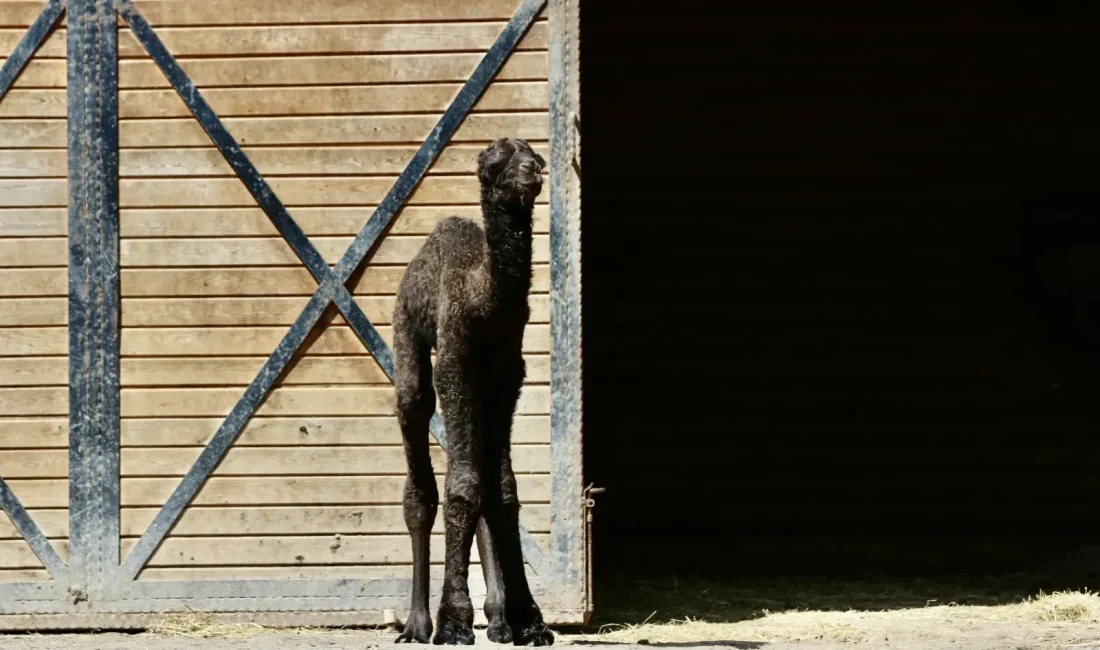 Ormanya Doğal Yaşam Parkı'nda doğan erkek deve yavrusuna isim aranıyor.