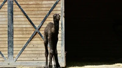 Ormanya Doğal Yaşam Parkı'nda doğan erkek deve yavrusuna isim aranıyor.
