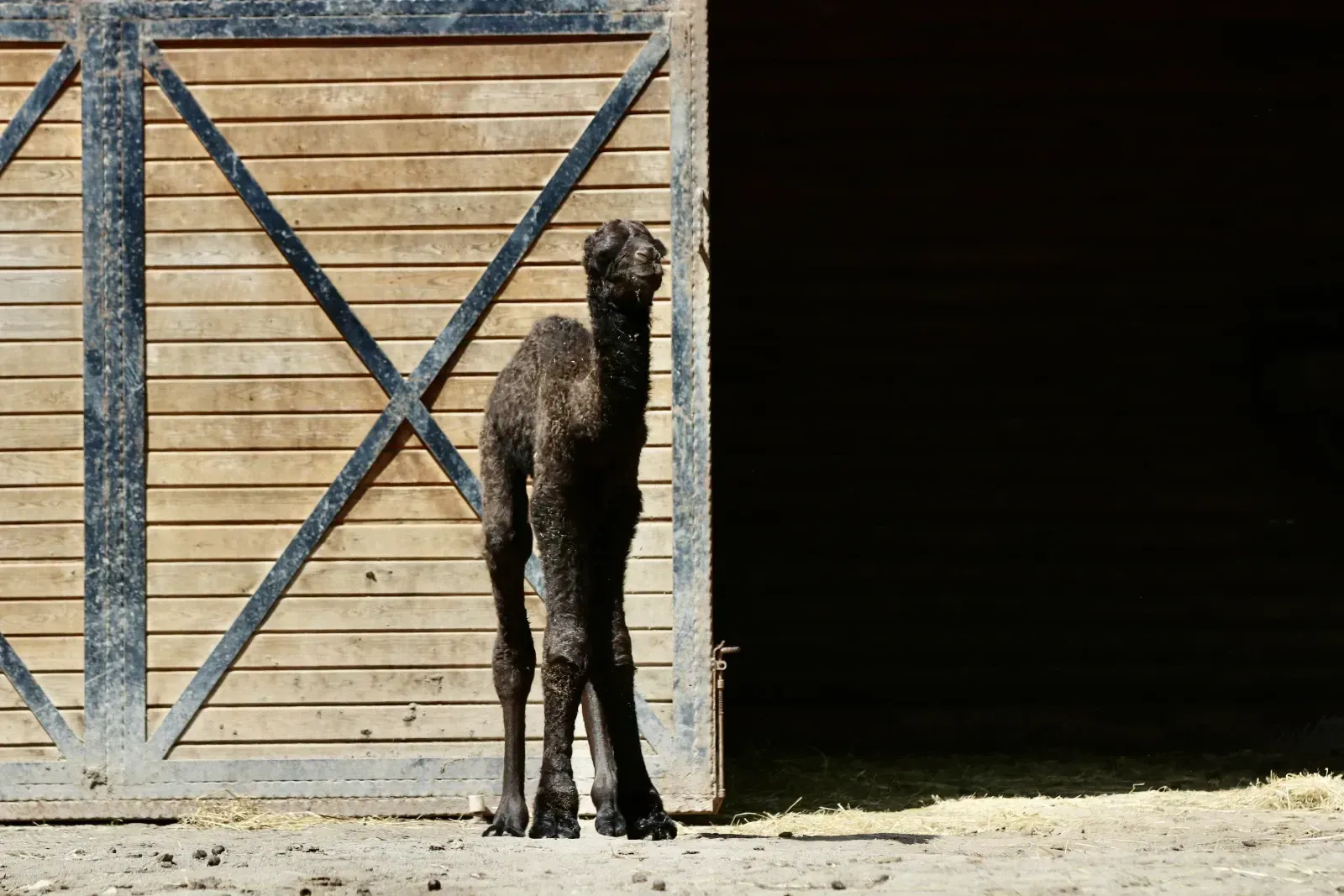 Ormanya Doğal Yaşam Parkı'nda doğan erkek deve yavrusuna isim aranıyor.
