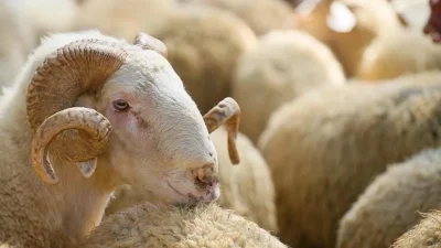 Kocaeli Büyükşehir Belediyesi Veteriner Hizmetleri Şube Müdürlüğü, Kurban Bayramı sürecinde