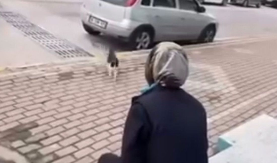 Karamürsel’de bir zincir market çalışanının sokak kedisine yağ sökücü sıkarak