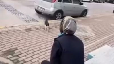 Karamürsel’de bir zincir market çalışanının sokak kedisine yağ sökücü sıkarak