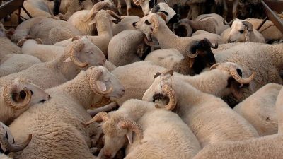 Kurban Bayramı yaklaşırken doğru hayvan seçimi için uzmanlardan hayati uyarılar