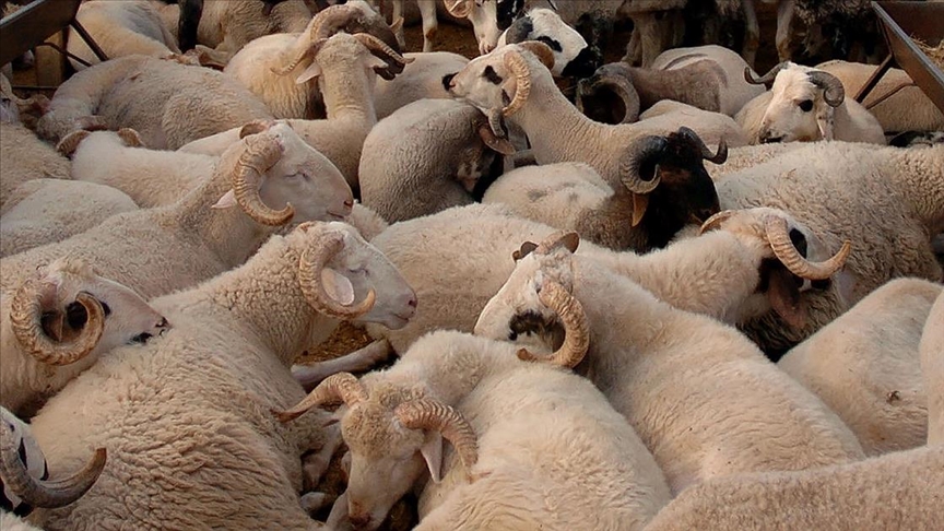 Kurban Bayramı yaklaşırken doğru hayvan seçimi için uzmanlardan hayati uyarılar