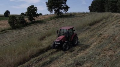 Kocaeli Büyükşehir Belediyesi’nin yüzde 75 hibeyle dağıttığı süt otu tohumlarının