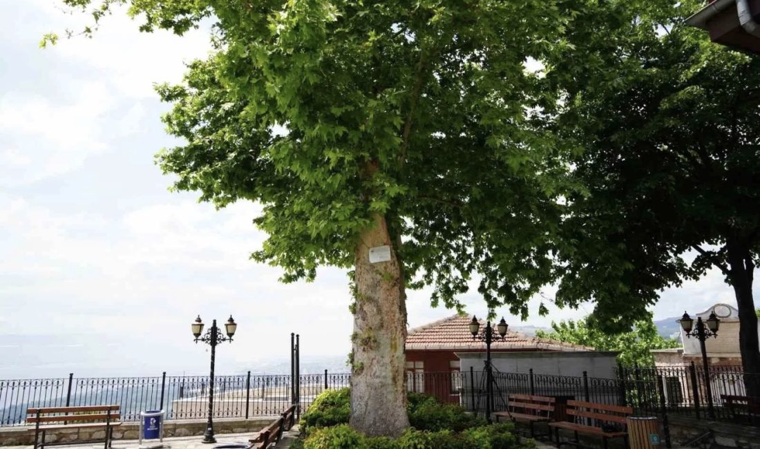 Kocaeli’nin simge yapılarından Orhan Camii’nin bahçesinde bulunan yaklaşık 600-700 yıllık