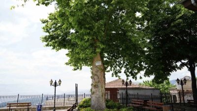 Kocaeli’nin simge yapılarından Orhan Camii’nin bahçesinde bulunan yaklaşık 600-700 yıllık