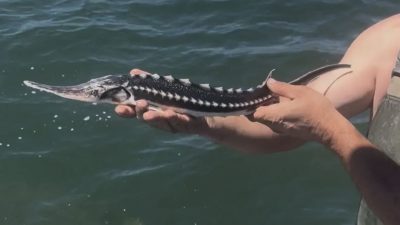 Kocaeli’nin İzmit ilçesinde amatör balıkçıların ağına takılan nesli tükenme tehlikesi