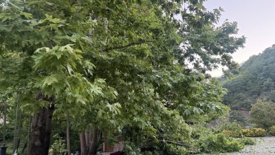 Kocaeli’nin Başiskele ilçesindeki Serindere Piknik Alanı’nda devrilen ağaç kısa süreli
