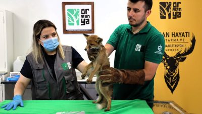 Trafik kazasında yaralandığı belirlenen yavru tilki, Kocaeli Büyükşehir Belediyesi’nin Ormanya’daki