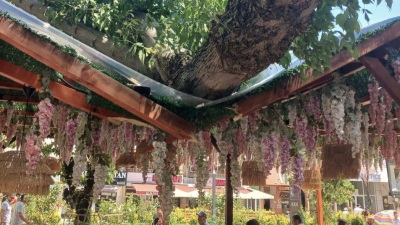 İzmit'te son iki günde yaşanan ikinci ağaç olayı paniğe neden