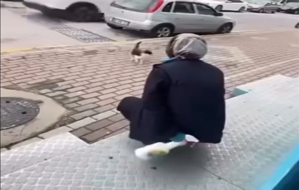 Karamürsel'de sokak kedisinin yüzüne yağ çözücü sprey sıkan market çalışanı