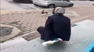 Karamürsel'de sokak kedisinin yüzüne yağ çözücü sprey sıkan market çalışanı