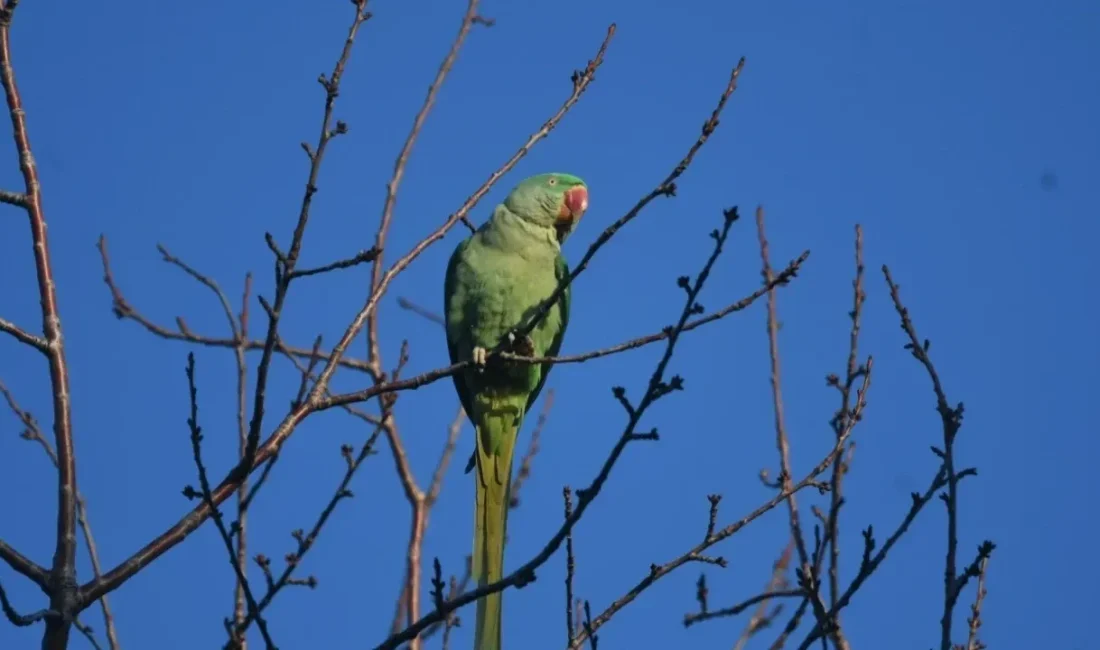 İstilacı İskender ve Yeşil papağanlar Kocaeli'yi etkisi altına aldı. Yerli