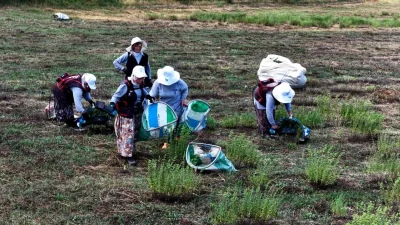 Kocaeli Büyükşehir'in desteklediği TABİP Projesi kapsamında yetiştirilen kekiklerde sezonun ilk