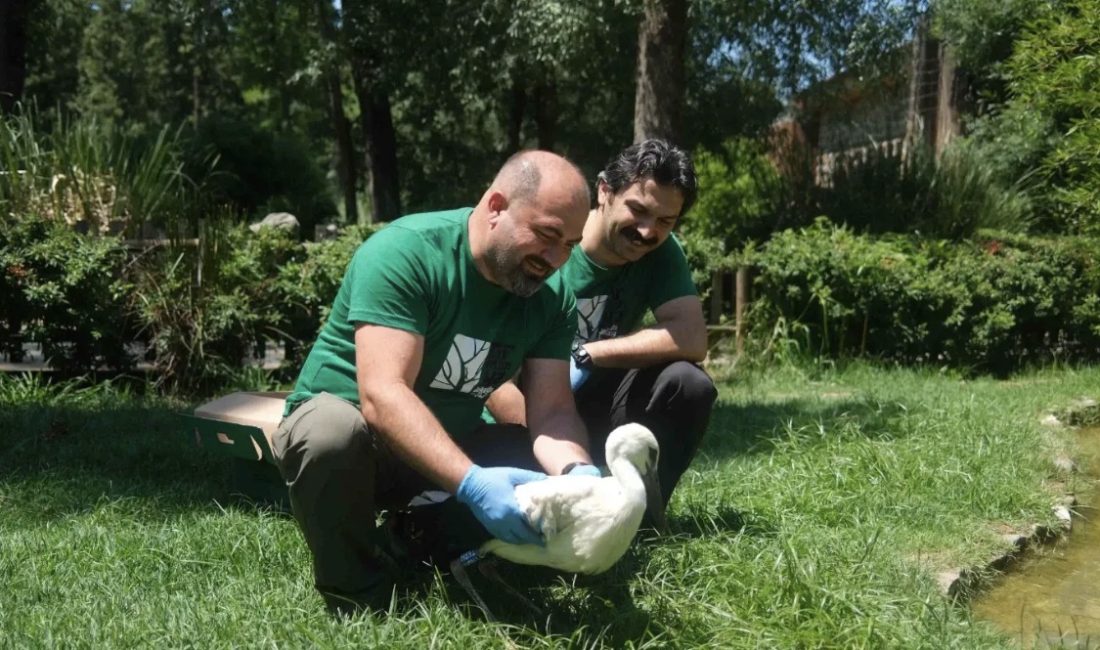 Kocaeli’nin Derince ilçesinde ebeveynleri uzun süre dönmeyen 4 yavru leylek,