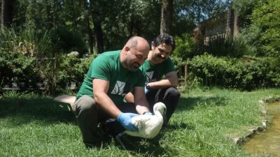 Kocaeli’nin Derince ilçesinde ebeveynleri uzun süre dönmeyen 4 yavru leylek,