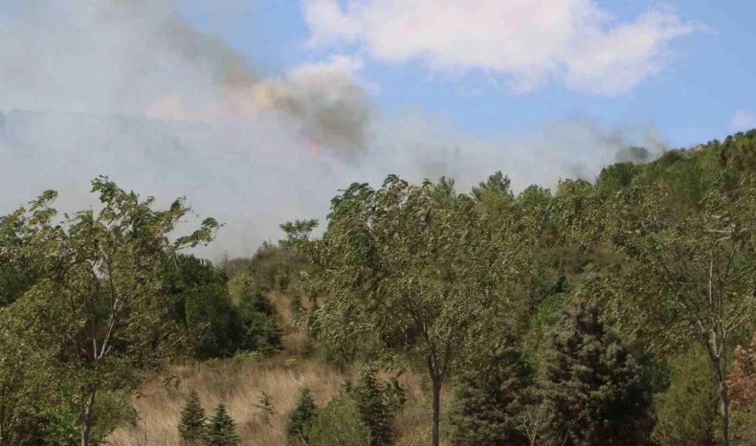 Kocaeli’nin Gebze ilçesinde ormanlık alanda çıkan yangın ekipleri alarma geçirdi.