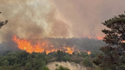 Kocaeli’de son günlerde art arda çıkan orman ve makilik alan